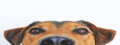 Dealing with Homeowners Pets