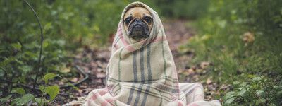 How to teach an old dog new tricks