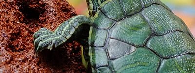 Break Out of your Shell for Better Service