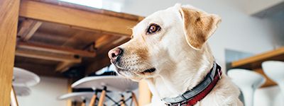  Top 5 Customer Pet Peeves